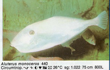 Aluterus monoceros
